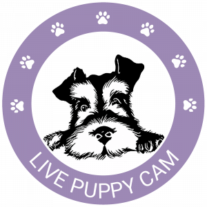 Live Puppy Cam