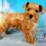 Ginger 041 Ginger 041